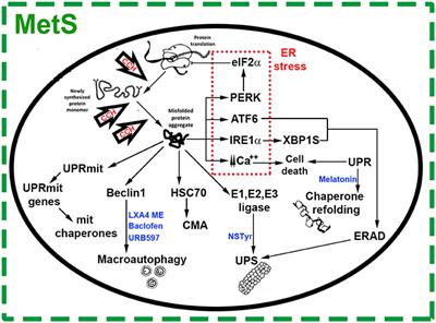 Neuroprotection Targeting Protein Misfolding on Chronic Cerebral Hypoperfusion in the Context of Metabolic Syndrome